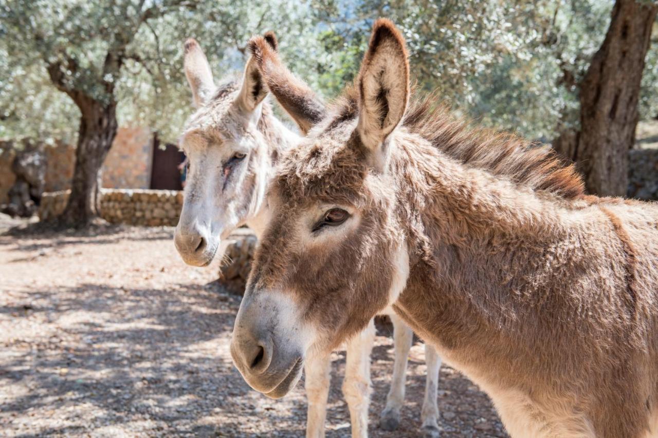 Raco De Soller Villa Luaran gambar